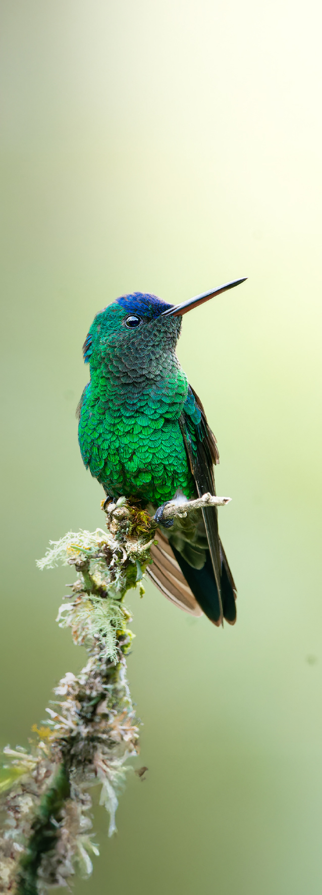 Green hummingbird at Retorno del Colibrí Nature Reserve, Tolima, Colombia