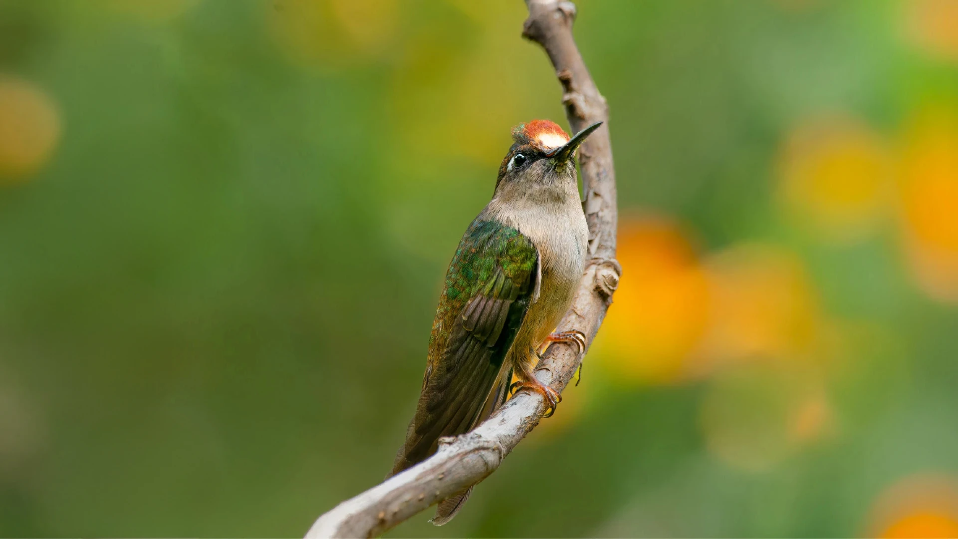 Hummingbird in flight at Retorno del Colibrí Nature Reserve, Anaime, Tolima, Colombia